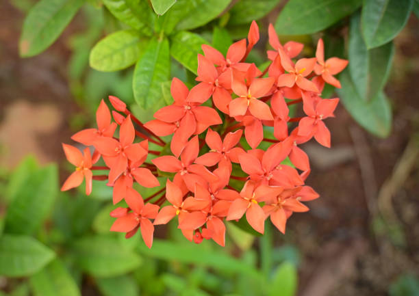 istock Ashoka tree is a tree that is considered sacred by Hinduism. 1501012509