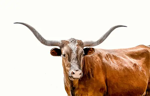 50 000 Texas Longhorn Pictures Download Free Images on Unsplash 50 000 Texas Longhorn Pictures Download Free Images on Unsplash
