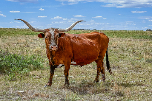 Outdoor rural scene of one red colored Texas Longhorn cow standing in a pasture of green grass looking at the camera.
