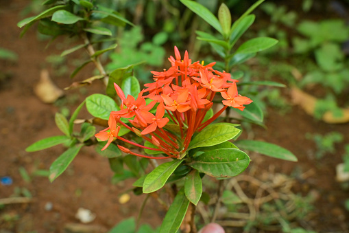 Ashoka tree is a tree that is considered sacred by Hinduism. The tree will smell fragrant at night in April and May every year. This plant tree is often associated with love and purity.