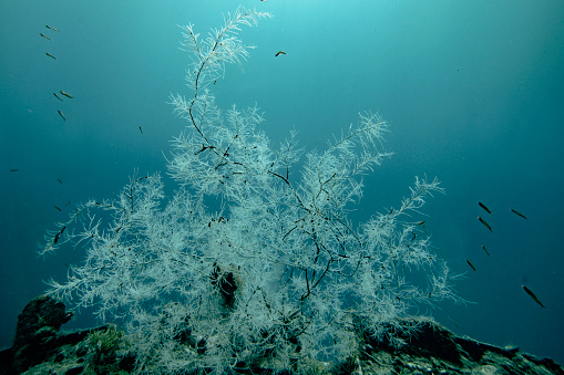 Gorgonians - Orange coral,  scuba diver and fish  deep in sea.