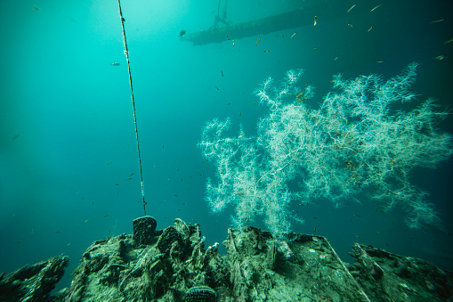Black Coral Under Water