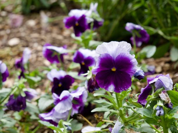 istock Purple Pansy Flowers 1501017264
