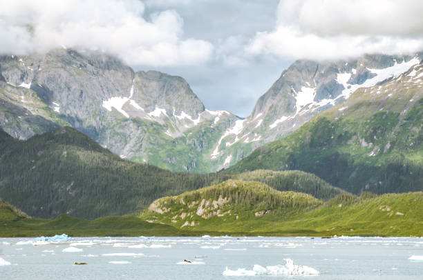 The ancient glacier makes its way down the mountains and into the Prince WilliamSound.  The frigid water of the sound creates stunning views.