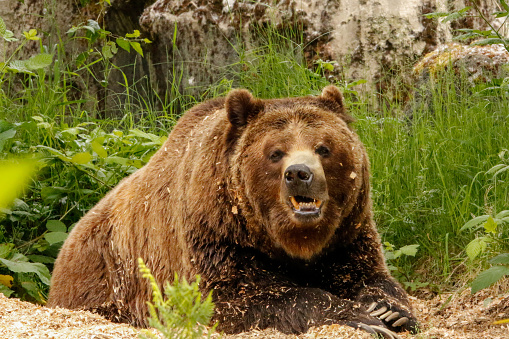 A grizzly bear at the Woodland Park Zoo relaxes in sawdust
