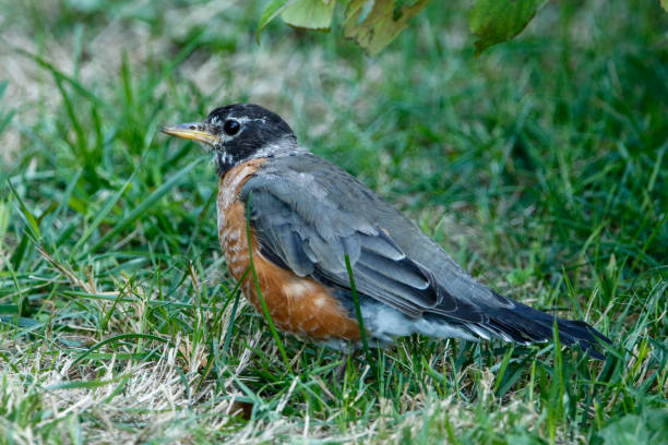 istock American Robin in the grass 1501023971