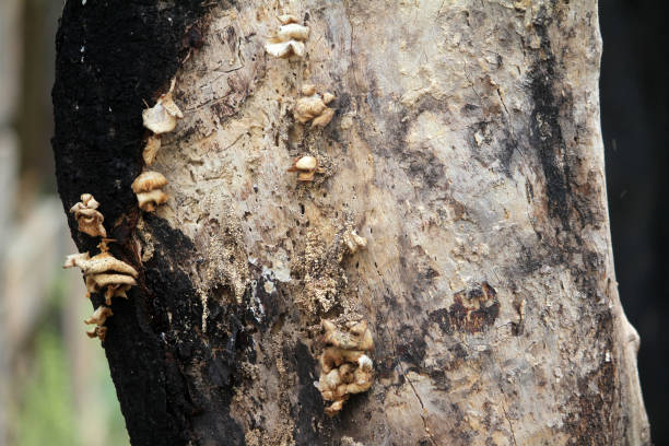 istock Mushrooms or fungi 1501024016