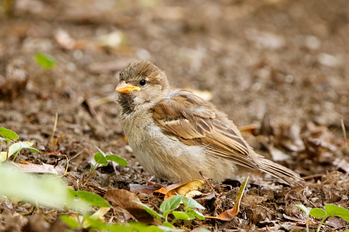A juvenile house sparrow observes from the ground