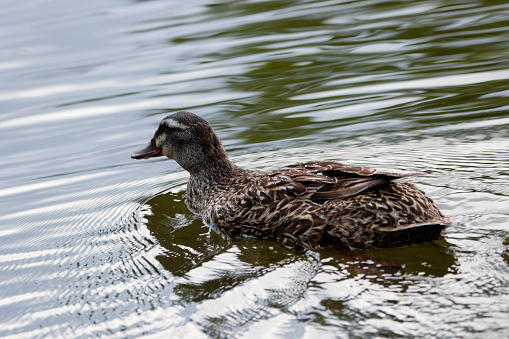 A female mallard duck wades in a pond