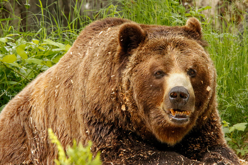 A grizzly bear relaxes at Woodland Park Zoo