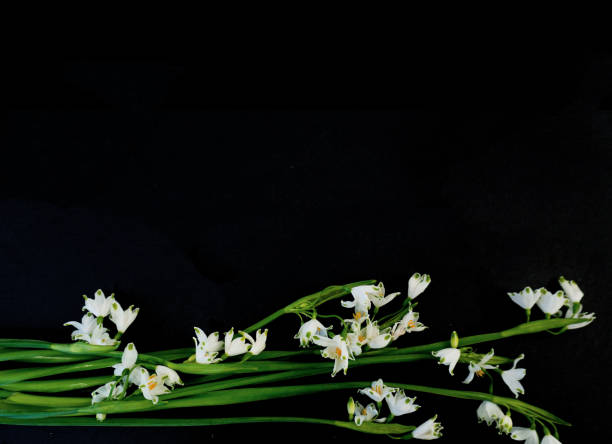 istock Flat Lay, postcard for death, funeral. White snowdrop flowers on black background 1501024661