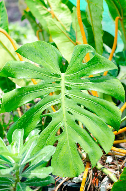 istock Green plants in nature concept. 1501026317
