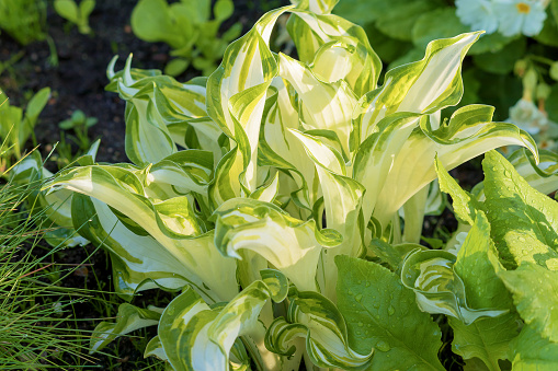 A perennial decorative hosta with beautiful foliage grows in the garden summer plot.