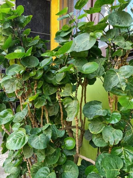 istock Close up of wild coffee plant 1501027247