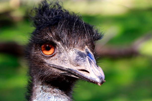 Emu Browsing 9,700+ Emu Stock Photos, Pictures & Royalty-Free Images - iStock