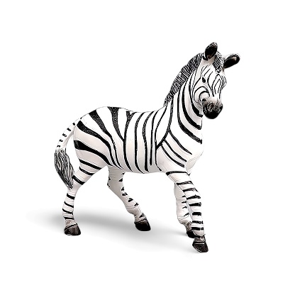 Miniature zebra animal isolated on white