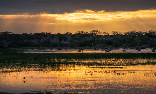 Morning Golden hour landscape in Bundala National Park, sun rays peek through clouds, and golden light reflects on the lagoon.