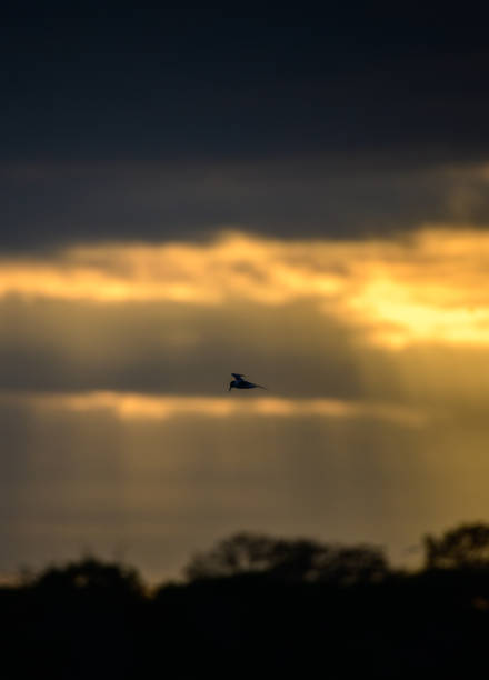 Tern bird in flight silhouette photograph. sun rays burst through dark clouds in the morning.