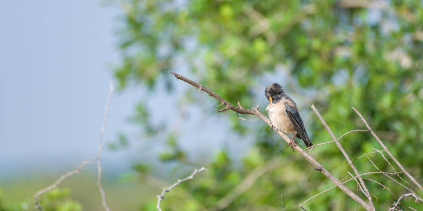 istock Rosy starling perch on a twig and preening feathers while bathing in the morning light. 1501031757