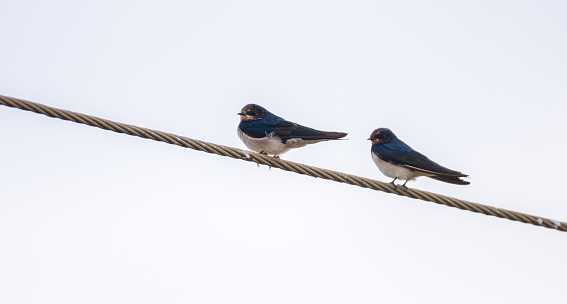 Pair of Barn Swallow birds resting on a wire