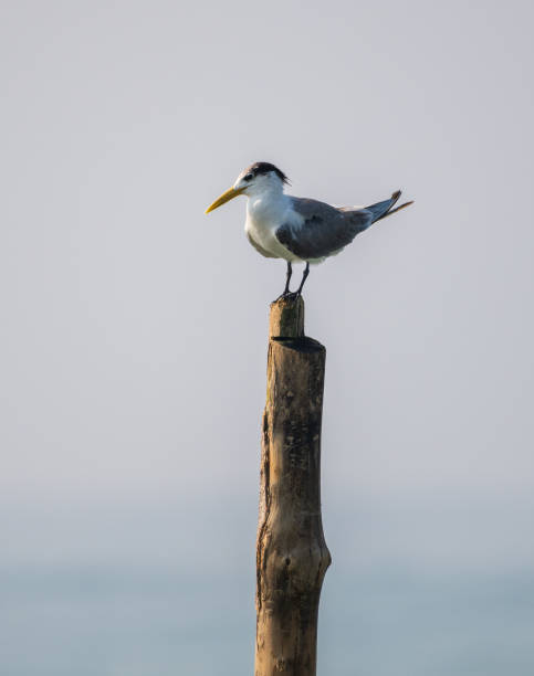 istock Greater crested tern perch on a wooden pole, Isolated tern against a clear background. Tern bird portraiture. 1501032117