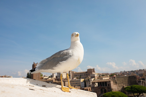 A Herring Gull rest on a ledge as the cityscape of Rome, Italy serves as a backdrop during a cloudless summer day.