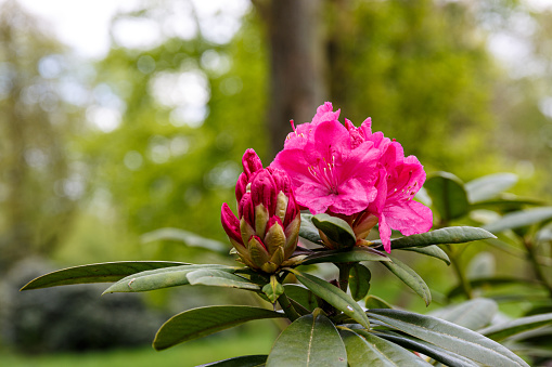 Petal of blooming plant and leaves