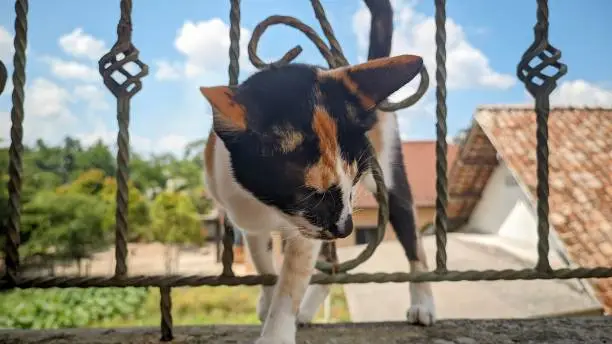 Photo of random focus, closeup of a tricolor cat standing between the iron fence of the terrace of the house against a blue sky background