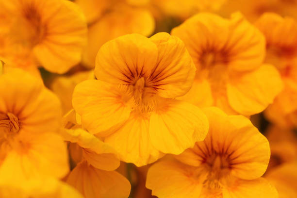 Summer day , two blooming nasturtium orange flower heads between the green leafs