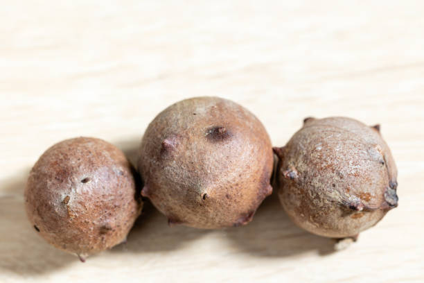 istock Oak-apple -agallas- on wooden background 1501035039