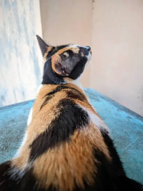 Photo of closeup back view of a tricolor cat on a blurred background