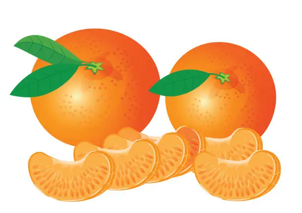Vector illustration of Mandarin, Tangerine