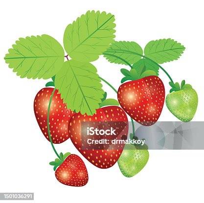 istock Strawberrys 1501036291