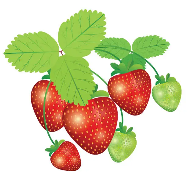 Vector illustration of Strawberrys