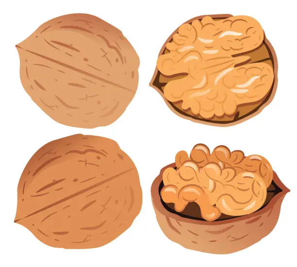 Vector illustration of Walnuts