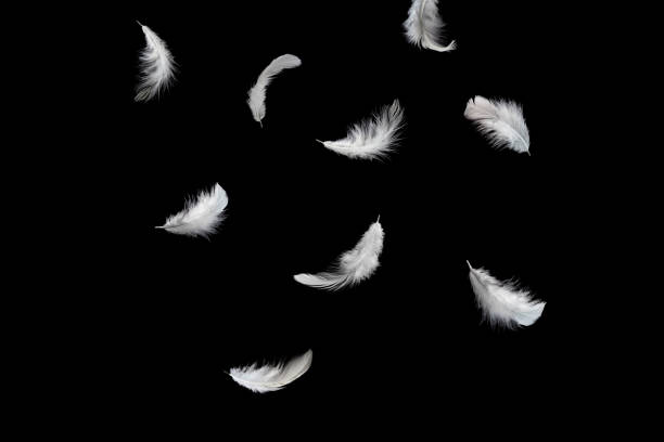 istock Abstract White Bird Feathers Falling in The Air. Feathers Floating on Black Background 1501037766