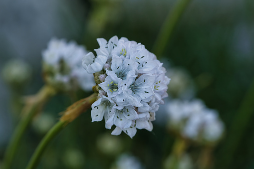 Ameria Pubinervis Boiss, english grass close-up white flower