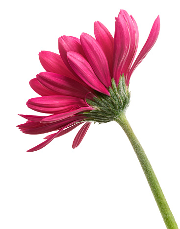 Pink Barberton daisy flower, Gerbera jamesonii, isolated on white background, with clipping path