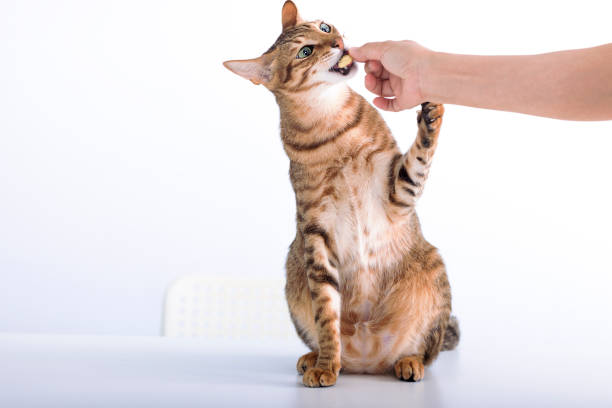 кошка стоит и ест печенье из рук - puppy feline domestic cat fur стоковые фото и изображения