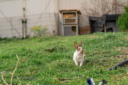 cookie the brown and white spotted rex rabbit outside in her DIY yard enclosure home with her hay and hutch