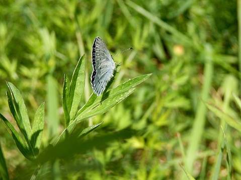 Holly Blue Butterfly (Celastrina argiolus) showing the pale blue, almost white, underside with black spots