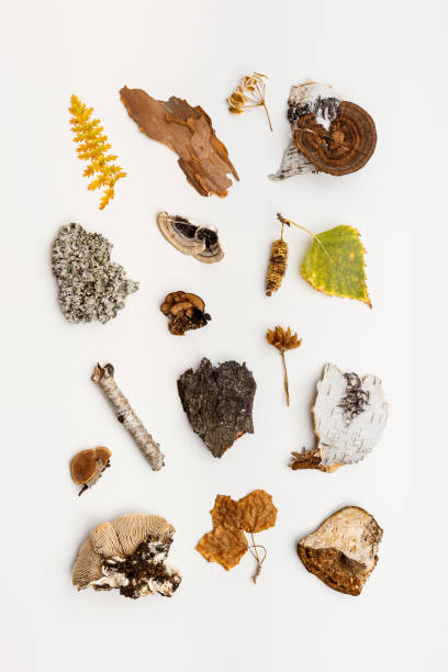 istock Autumn nature flatlay pattern with polypore mushrooms,  branches tree, fallen leaves, moss, bark. Minimal aesthetic still life from wild plants of fall forest, biology and environment concept. 1501042813