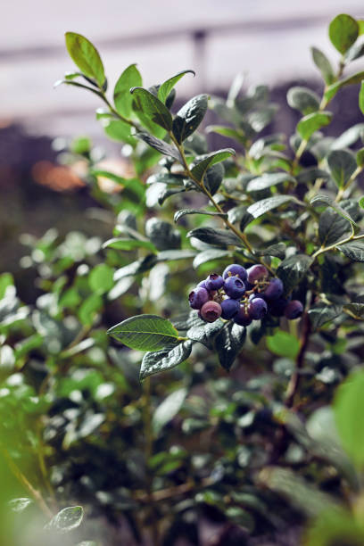 istock Blueberrie farm ready for seasonal picking. 1501043347