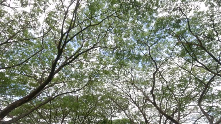 Time lapse, low angle view to the top of the branches of a large tree sliding past.