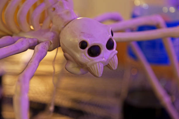 istock big skeleton spider for halloween 1501046260