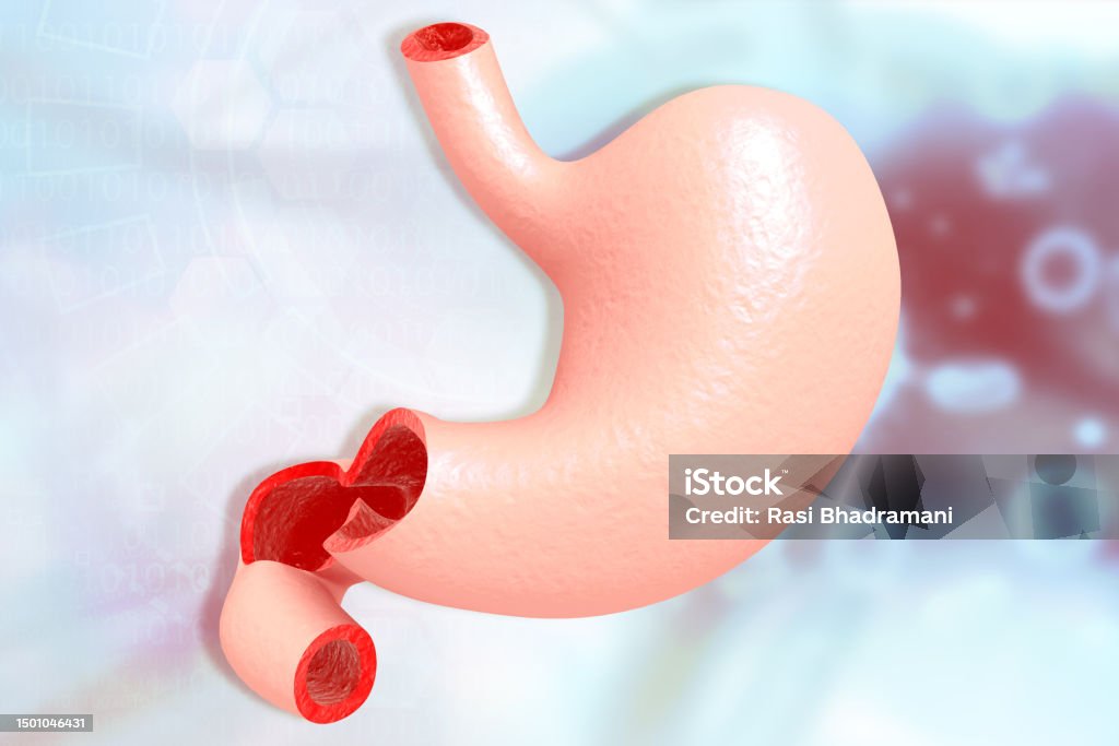 Human Stomach Anatomy On Scientific Background Stock Photo Biology Diagrams