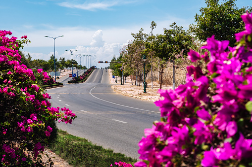 Curving road, asphalt, sun day summer bright with purple flowers.