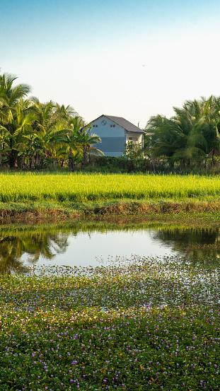 A rice field with a house in the background.