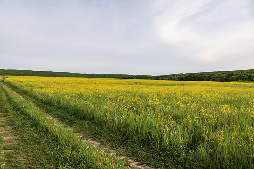 Landscape with a field of yellow flowers