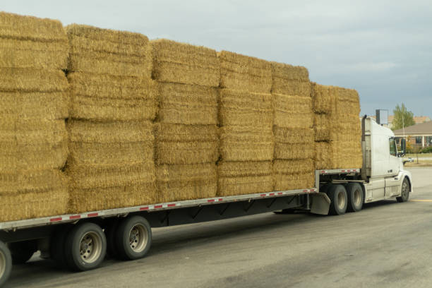 istock Truck transports hay 1501051475